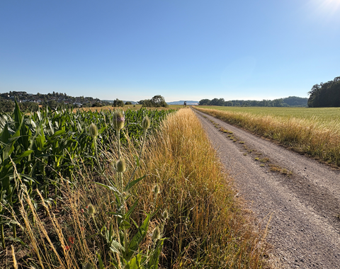 Durch weite Flur auf dem Wildschweinweg in Insingen © LAG Region an der Romantischen Straße e. V.