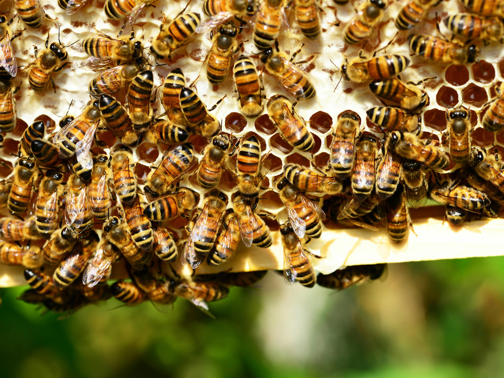 Enorm wichtig für die Biodiversität: Bienen © LAG Region an der Romantischen Straße e. V.